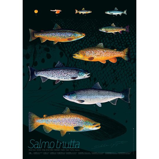 Sakke Yrjölä Öring 50x70cm poster