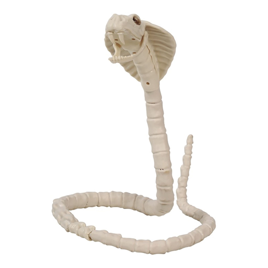 Orm Skelett Prop