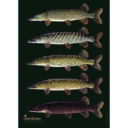 Gäddvariationer i Finland -poster