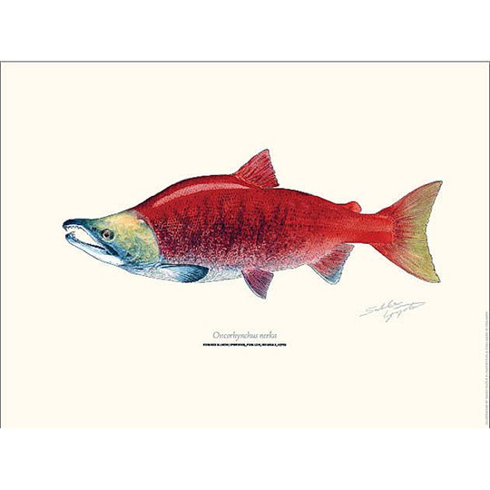 Sakke Yrjölä Indianlax Sockeye Salmon 30x40cm poster