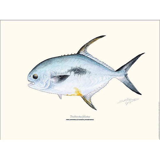 Sakke Yrjölä Trachinotus Falcatus Permit 30x40cm poster