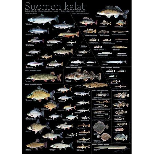 Sakke Yrjölä Finlands fiskar 50x70cm poster, svart