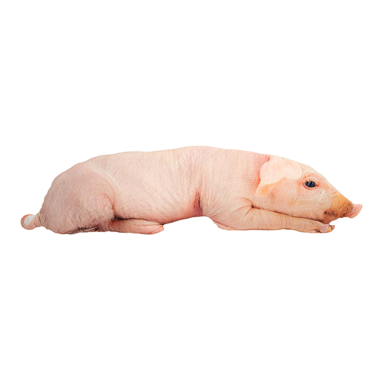 Gigantisk Griskudde