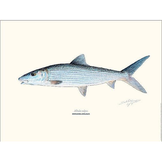 Bening Bonefish 30x40cm poster