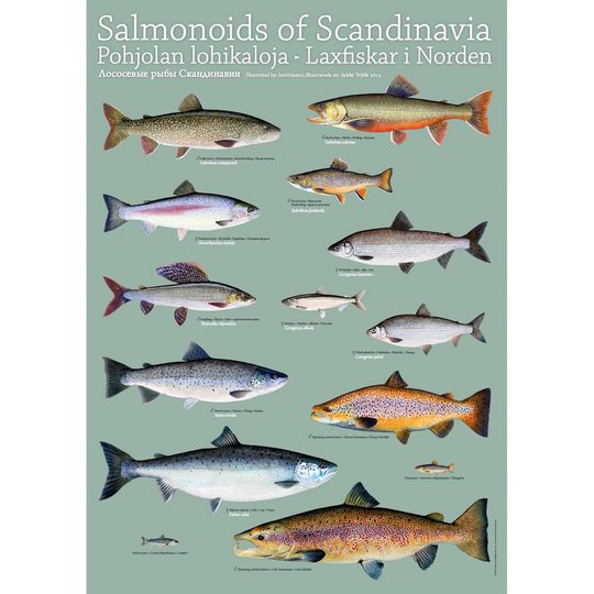 Sakke Yrjölä Nordens Laxfiskar poster