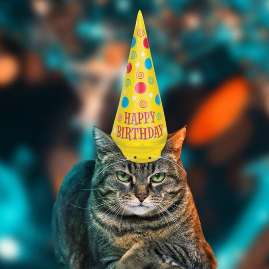 Partyhatt till Katt - One size