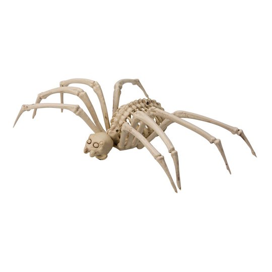 Spindelskelett