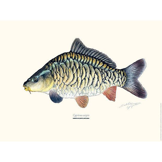 Sakke Yrjölä Karp poster