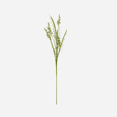 Gypsophila Vit