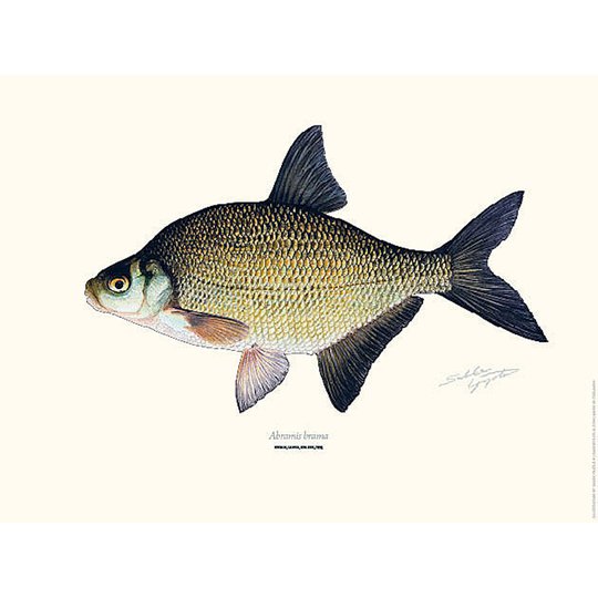 Sakke Yrjölä Braxen poster
