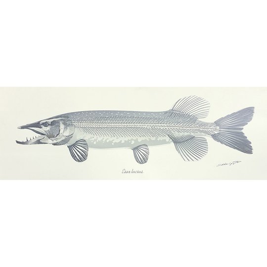 Sakke Yrjölä Gäddskelett vit poster