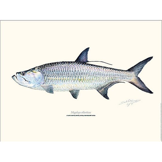 Sakke Yrjölä Atlantic Tarpon 30x40cm poster