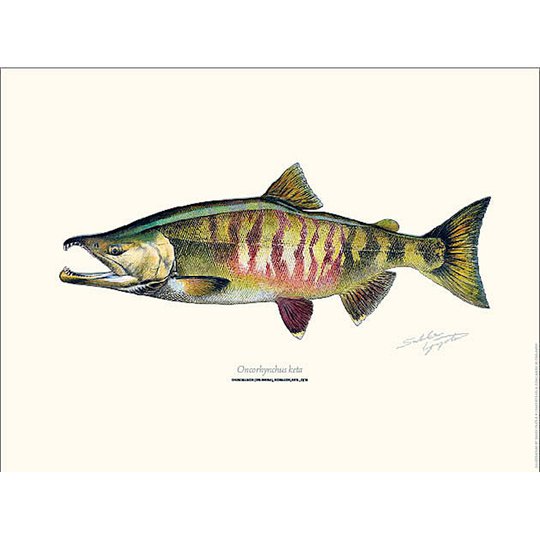 Sakke Yrjölä Hundlax Chum Salmon 30x40cm poster